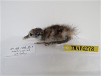 藏品(水雉)的圖片